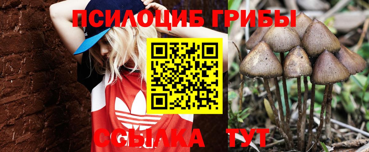 Батайск  Псилоцибиновые грибы Cubensis  Вход с VPN  Псилоцибиновые грибы Psilocybe 